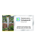 Pheromone trap with Trichoplusia ni Lure (The cabbage looper) - 10pack