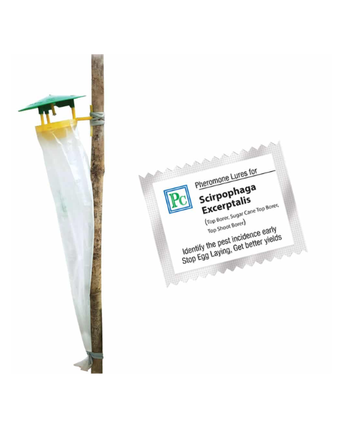 Pheromone Traps with Scirpophaga excerptalis Lures (White sugarcane top borer) Traps & Lures