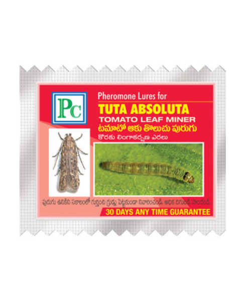 Pheromone Water trap with Tuta absoluta Lure (Tomato leaf miner) - 10pack