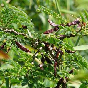 PIONEER AGRO ACACIA CONCINNA (SHIKAKAI) SEEDS