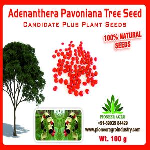 PIONEER AGRO ADENANTHERA PAVONIANA (SEEDS)