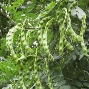 PIONEER AGRO ADENANTHERA PAVONIANA (SEEDS)