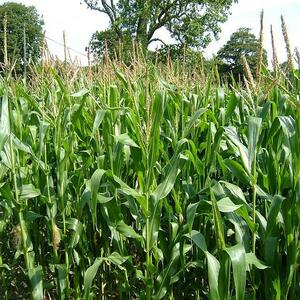 Healthy green maize crop field with tall corn plants and emerging tassels.