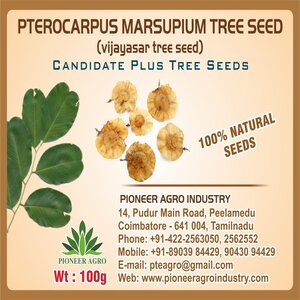 PIONEER AGRO PTEROCARPUS MARSUPIUM (VENGAI) TREE SEED