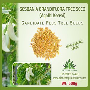 PIONEER AGRO SESBANIA GRANDIFORA (AGATHI) TREE SEEDS
