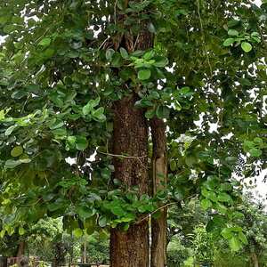 Red Sandalwood tree showing its dark, textured bark and a dense canopy of rounded green leaves.