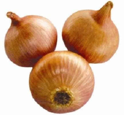 PRERANA ONION SEEDS