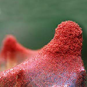 Image showing red mites