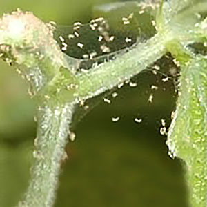 Image showing mite infestation on crops