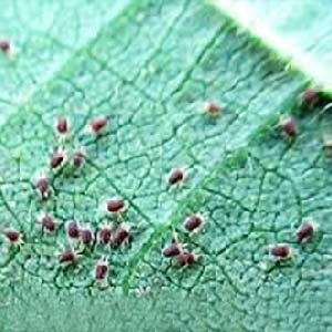 Image of mites