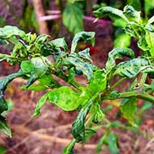 Image of crop affected by mite infestation