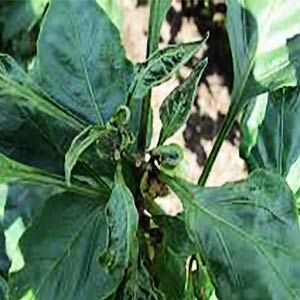 Image showing crops damaged due to mites