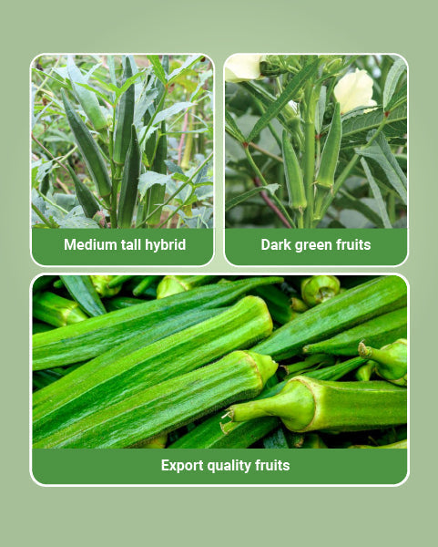 Image showing benefits of Advanta Bhindi Seeds.