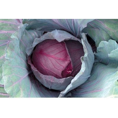 RED JEWEL CABBAGE