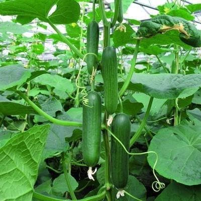 Fresh green mini cucumbers growing on a vine with large leaves in a greenhouse setting.