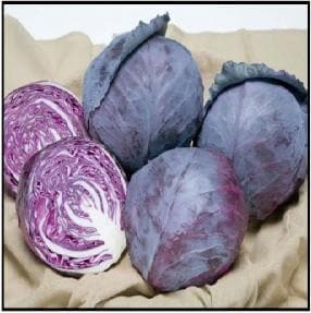 RUBY BALL CABBAGE F1