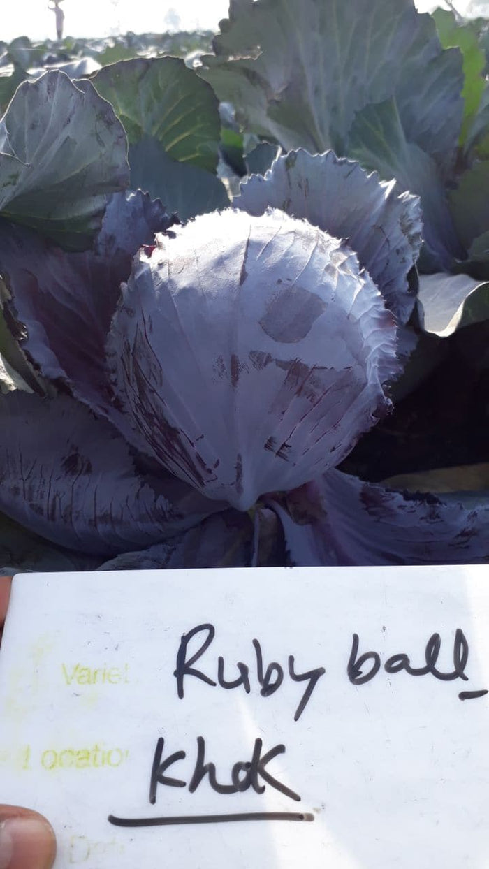 RUBY BALL CABBAGE F1