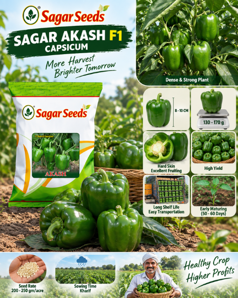 SAGAR AKASH F1 CAPSICUM