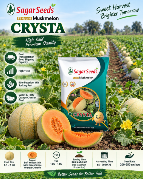 SAGAR CRYSTA F1 MUSKMELON