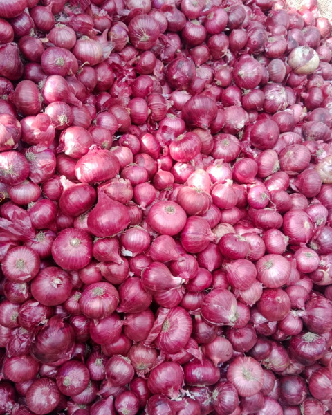 Sagar Kanishk F1 Hybrid Onion Seeds- Early Maturity, Attractive Red Round Bulbs