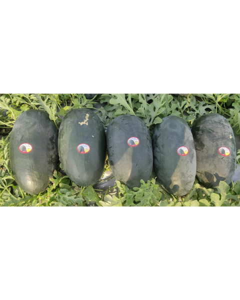 Sagar King Plus F1 Watermelon Seeds – High-Yielding Variety with Excellent Fruiting