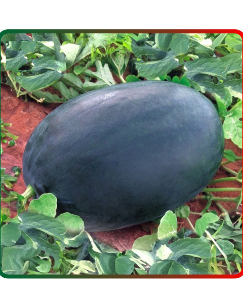 Sagar King Plus F1 Watermelon Seeds – High-Yielding Variety with Excellent Fruiting