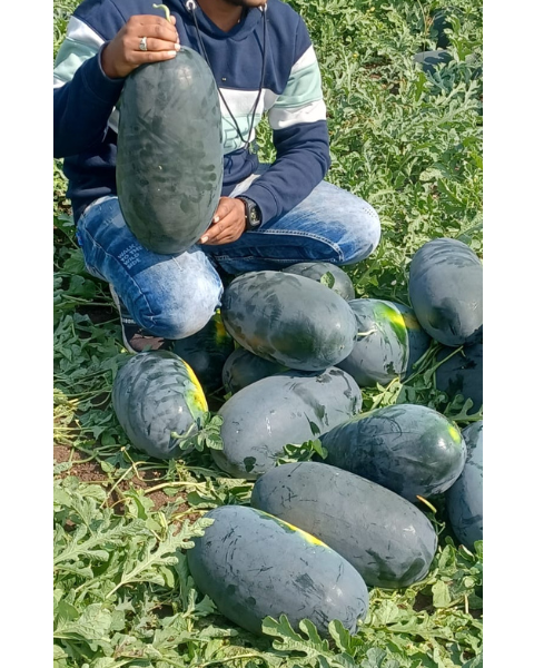 Sagar King Plus F1 Watermelon Seeds – High-Yielding Variety with Excellent Fruiting