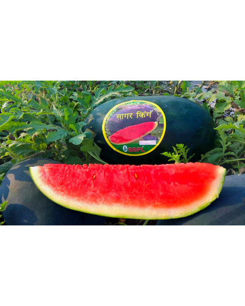 Sagar King Watermelon seeds