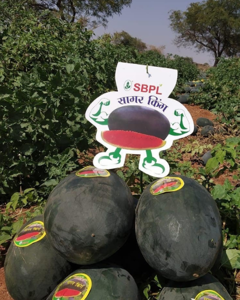 Sagar King Watermelon seeds