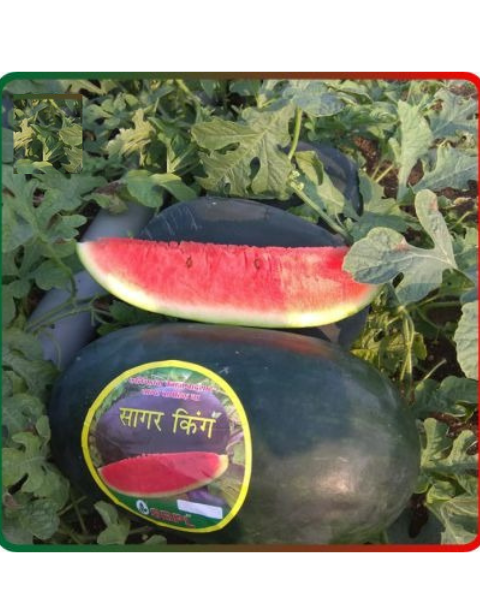 Sagar King Watermelon seeds