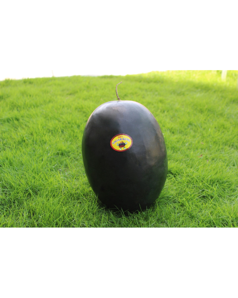 Sagar King Watermelon seeds