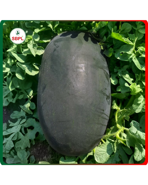 Sagar Shaktiman F1 Hybrid Watermelon Seeds