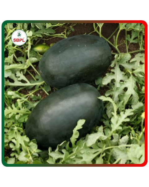Sagar Shaktiman F1 Hybrid Watermelon Seeds