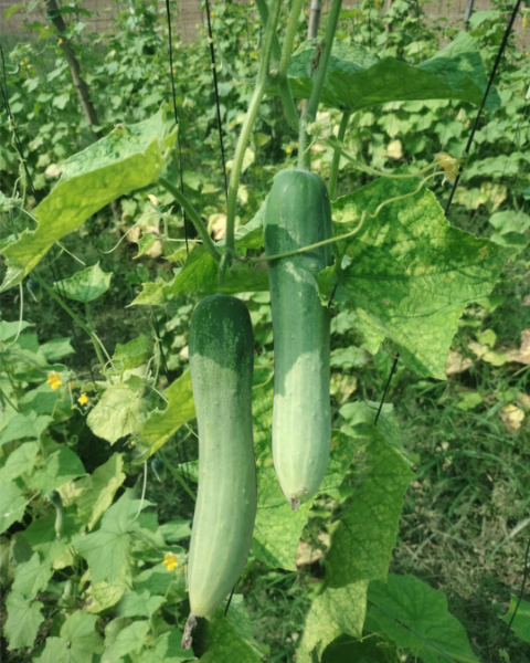 Image showing cucumber grown from Siya F1 Hybrid Cucumber Seed.