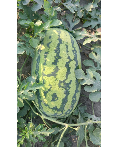 Sagar Supremo F1 Watermelon Seeds (Small Seeds)