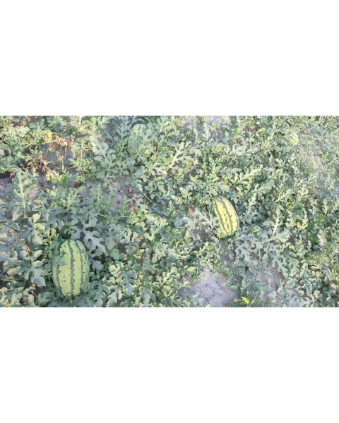 Sagar Supremo F1 Watermelon Seeds (Small Seeds)