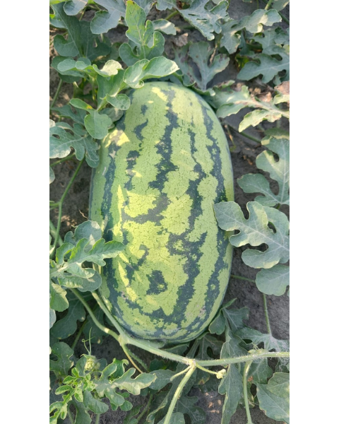 Sagar Supremo F1 Watermelon Seeds (Small Seeds)