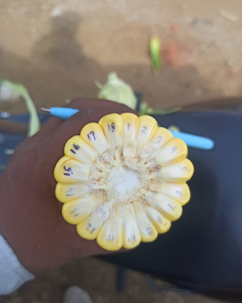 Sagar Sweety F1 Sweetcorn Seeds