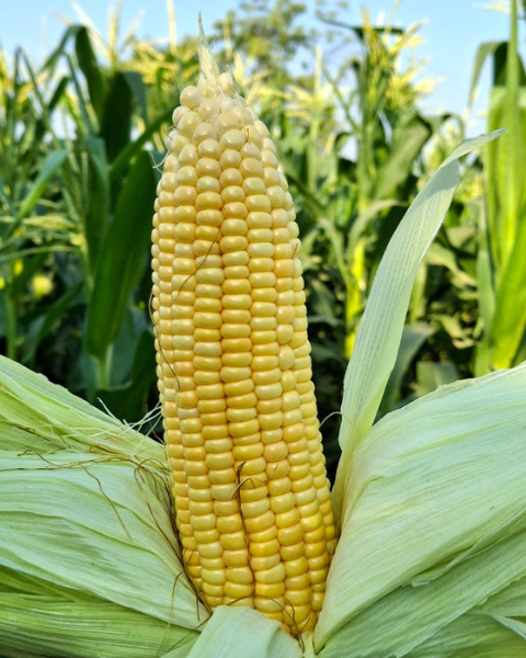 Sagar Sweety F1 Sweetcorn Seeds