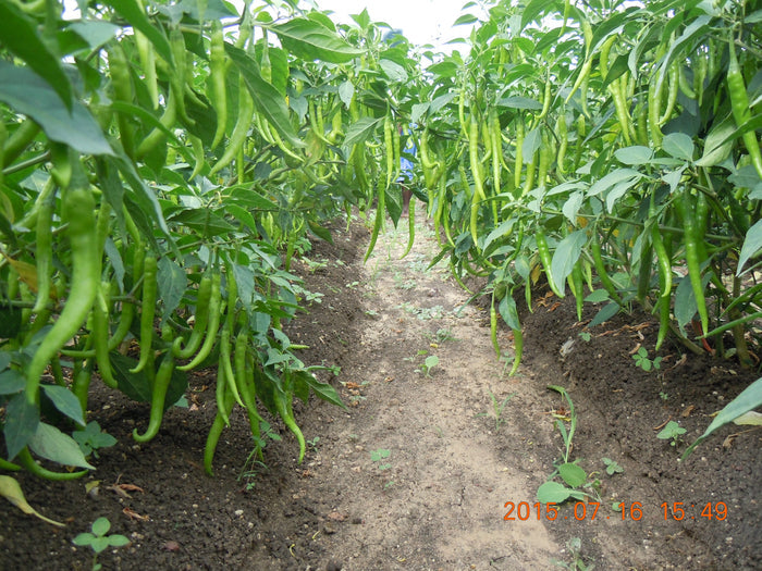 SARPAN F1 CHILLI -132 (SEEDS)