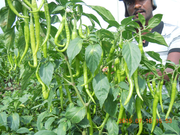 SARPAN F1 CHILLI -132 (SEEDS)