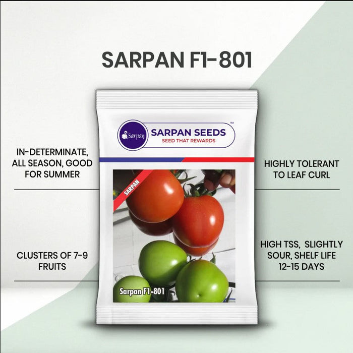 SARPAN TOMATO-801 SEEDS