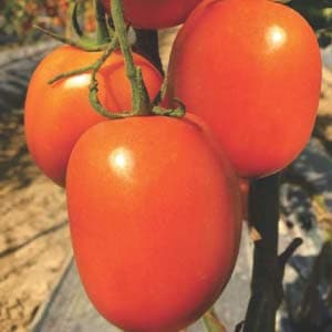 A cluster of ripe, oval-shaped red tomatoes growing on a vine in a field. Excellent for illustrating Aryaman variety tomato yield.