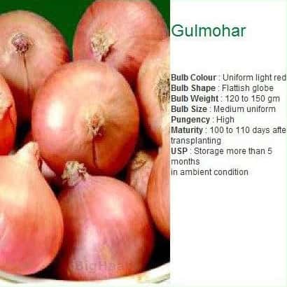 Gulmohar onion variety specifications listed next to a close-up photo of uniform, light red onion bulbs.
