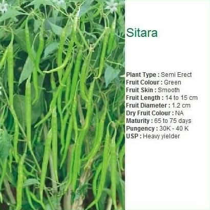 Seminis Sitara hybrid hot pepper seed packet featuring a green crop window and brand logo on a white pouch.