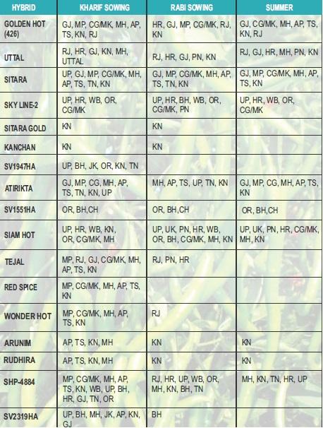 SITARA GOLD CHILLI SEEDS
