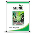 SHINE KNOL KHOL CHAMPION F1 SEEDS