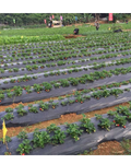 Rows of strawberry plants growing through black plastic mulch film in an agricultural farm field with workers.