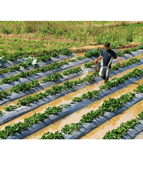 A farmer uses a bucket to water rows of green plants growing on plastic mulch film in a flooded agricultural field.