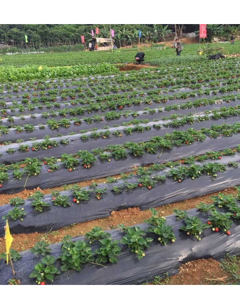Strawberry plants with red fruit growing through black plastic mulch sheets in rows on an agricultural farm.